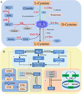 Hydrogen Sulfide: A Gaseous Molecule in Postharvest <mark class="highlighted">Freshness</mark>